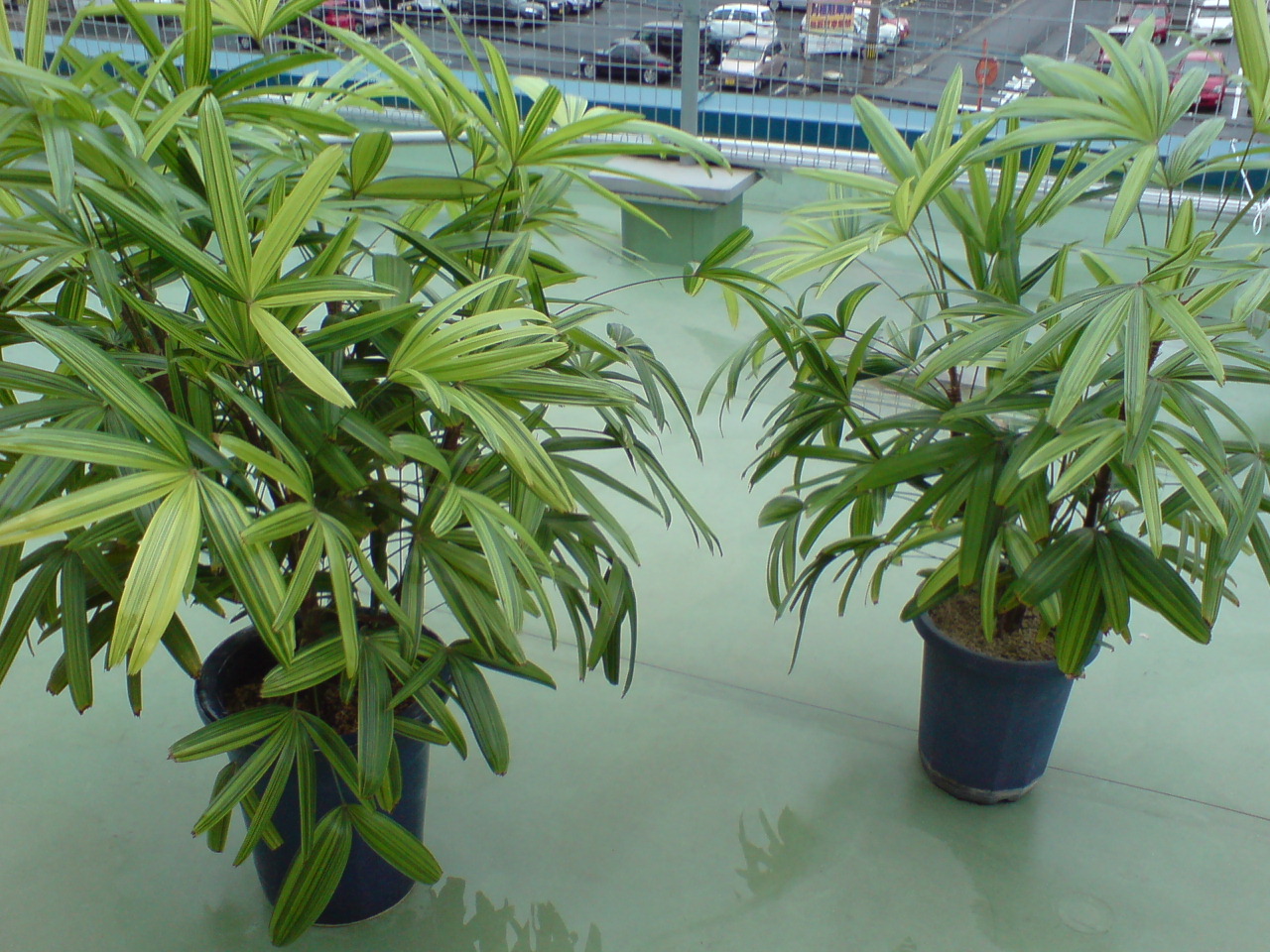 観音竹の植え替え 朝顔観察日記